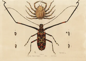 Harlekin bogár, Acrocinus longimanus 1 és európai pókrák, szarvas rák 2, macrope (cayenne-i harlekin), Maia, mezek