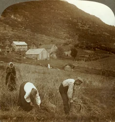 Árpa betakarítása egy mindresundei farmon a völgyben Olden közelében, Norvégiában, 1905.