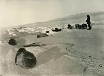 Fókahús szállítása a téli negyedben, c1908, 1909