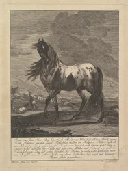 Ló, 18. század.