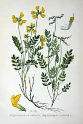 Patkóbükköny, 1893