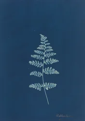 Hothocleana, c. 1850-es évek.