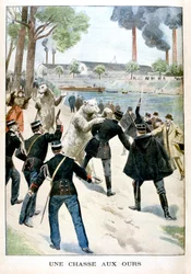 Medvévadászat, 1901