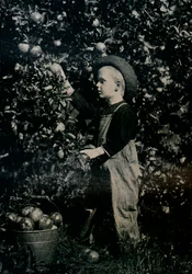 Ontaarios egyik gyümölcsös gyümölcsösében, 1934
