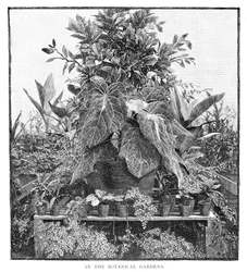 A Botanikus Kertben, 1886