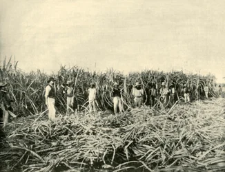 Egy queenslandi cukorültetvényben, 1901.