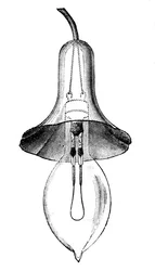Izzószálas izzólámpa, izzólámpa, Lane-Fox, 1883.