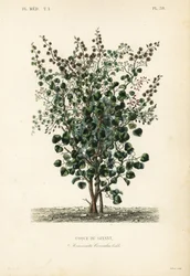Indiai bogyó, halbogyó vagy Levant dió, Anamirta cocculus, Coque du Levant