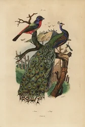 Indiai páva, Pavo cristatus és papagájpinty, Erythrura fajok