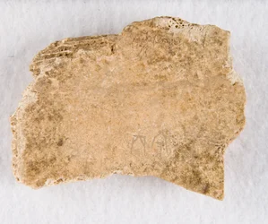 Feliratos csonttöredék orákulum csont, késői Shang-dinasztia, kb. 1300-1050 ie.