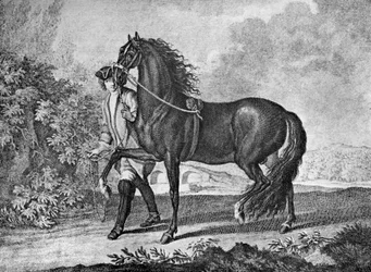 Olasz nápolyi ló, 1722 1938