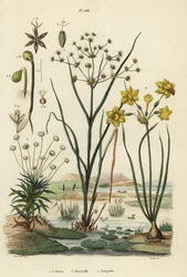 Íztes róka, Juncus articulatus 1, varangy róka, Juncus bufonius 2, pipafű, Paepalanthus dendroides 3 és nárcisz, Narcissus jonquilla 4. Jones, Joncinelle, Jonquille