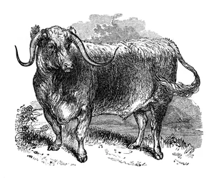 Lancashire ökör, hosszú szarvú fajták példánya, 1848
