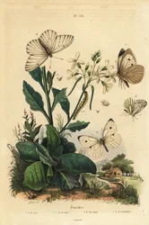 Nagy fehér, Pieris brassicae 1, kis fehér, Pieris rapae 2, zöld erezetű fehér, Pieris napi 3, és fekete erezetű fehér, Aporia crataegi 4. Pierid lepkék