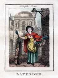 Levendula, Temple Bar, London, 1805