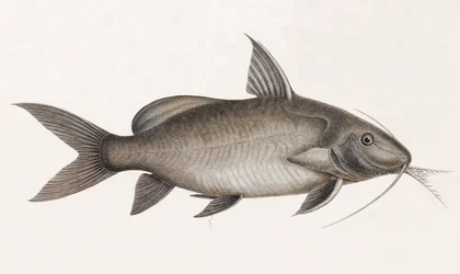 Le Pimelode Scheilan, közelről