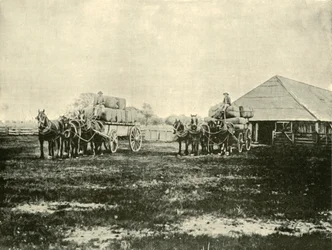 Gyapjú betöltése, Warrawooh állomás, Wimmera, 1901.