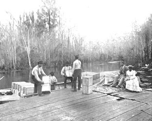 Narancs betöltése az Ocklawaha folyón, Florida, USA, 1900.