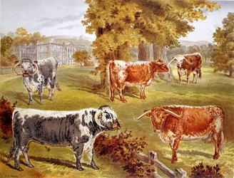 Longhorn szarvasmarha Sir John Harpur-Crewe tulajdona, Calke Abbey, 1885
