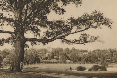 A Caen Wood zöld lejtői felől nézve az Old Highgate templomtornya felé, 1935.