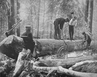 Fakitermelés az Ottawa folyón, Kanada, 1897.