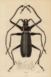 Macrotoma Hayesii bogár
