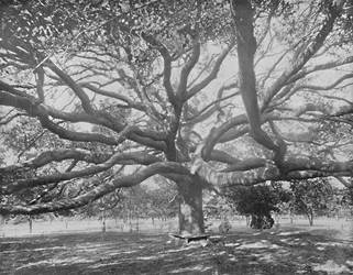 Mammoth Live Oak, Jacksonville közelében, Floridában, 1897.