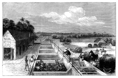 Indigó gyártása Tirhoot Muzaffarpurban, Alsó-Bengáliában, 1869