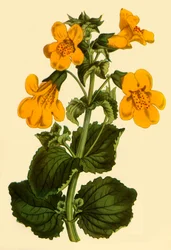 „Majomvirág”, 1812, 1944.