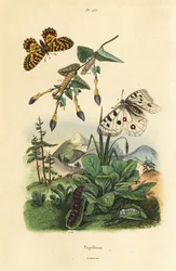 Hegyi Apollo pillangó, Parnassius apollo 1, és déli festoon, Zerynthia polyxena 2, lárva és báb