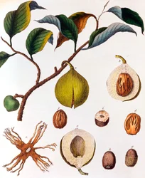 Myristica fragrans - szerecsendió, c1798