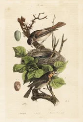 Csalogányfészek és tojás, Luscinia megarhynchos és vörös vörösbegy, tojás, Erithacus rubecula