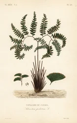 Északi leányszőrű páfrány vagy ötujjas páfrány, Adiantum pedatum, Capillaire du Canada
