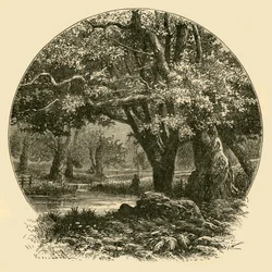 Oaks Bradgate-ben, 1898.