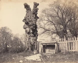 Öreg fa Chatham közelében, 1850-es évek.