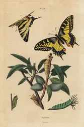 Óvilági fecskefarkú, Papilio machaon 1 és ritka fecskefarkú, Iphiclides podalirius 2, lárva és báb
