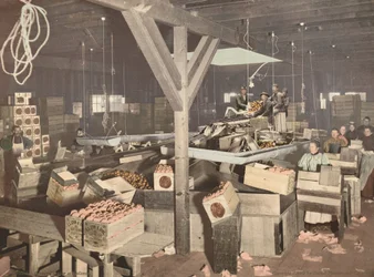 Orange Packing at Redlands, megjelent 1899.