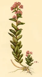 „Orpine”, 1777, 1944.