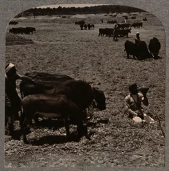 Kukoricát taposó ökrök, c1900