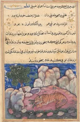 Oldal a Papagáj meséiből Tuti-nama: Tizenötödik éjszaka: Az egerek által megzavart oroszlán..., 1558-1560.