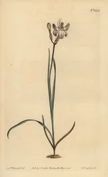 Festett virágos ixia, Ixia fucata