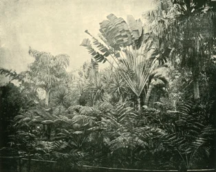 Pálma- és Páfrány-sziget, Botanikus Kert, Brisbane, 1901.