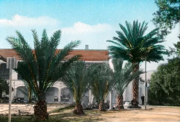 Pálmafák, Hammam Meskoutine, Algéria