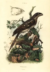 Pápua békaszájú, Podargus papuensis Podarge papou