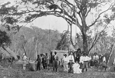Paraguayi teagyűjtés, Paraguay, 1911