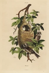 Penduline cinege, Remiz pendulinus és fészek