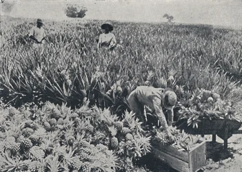 Pine-Apple Field, Queensland, 1923.