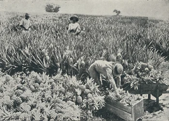 Fenyő-alma ültetvény, 1916