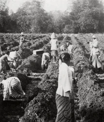 Öntözőcsatornák előkészítése egy cukorültetvényen, Jáva, Holland Kelet-India, 1927