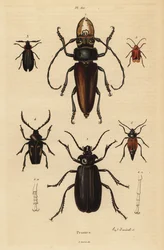 Psalidognathus friendii 1, Madre de la Culebra, Acanthinodera cumingii 2, Allocerus dilaticorne 3, Callipogos barbatus 4, Anacolus sanguineus 5 és Prionus flavipennis 6